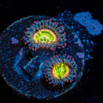 Funny D Zoanthid Coral colony growth in reef aquarium