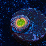 Funny D Zoanthid Coral colony growth in reef aquarium