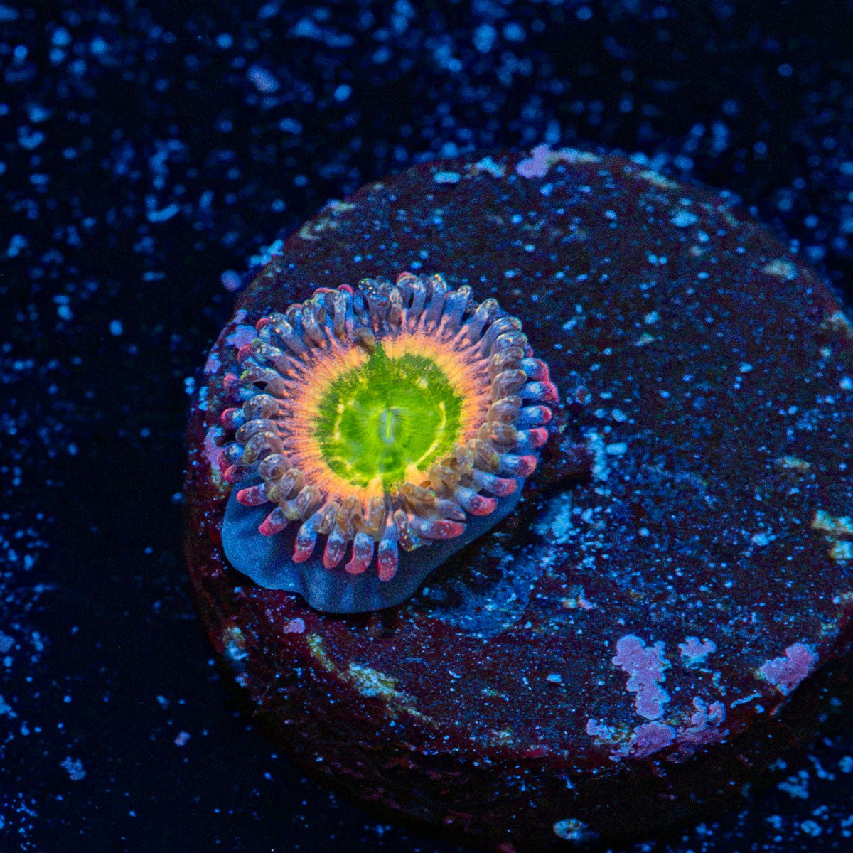 Funny D Zoanthid Coral colony growth in reef aquarium