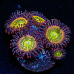 Funny D's Zoanthid with mat-forming colony in a reef aquarium