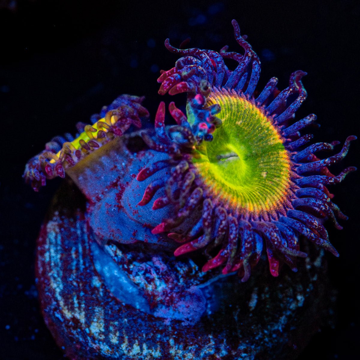 Funny D's Zoanthid with mat-forming colony in a reef aquarium