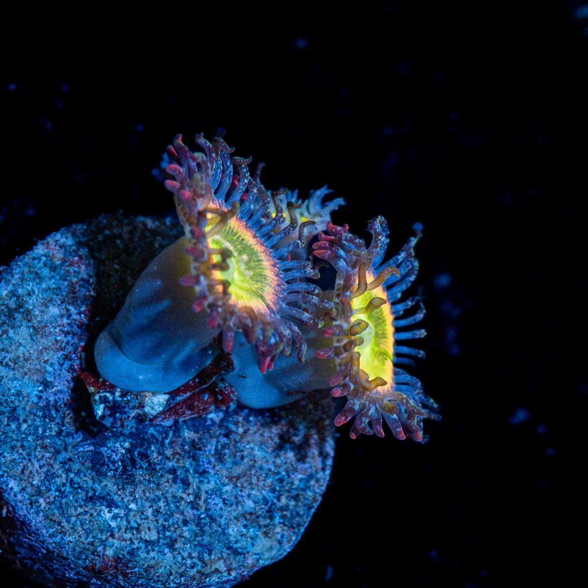 Funny D's Zoanthid Coral colony growth in reef aquarium
