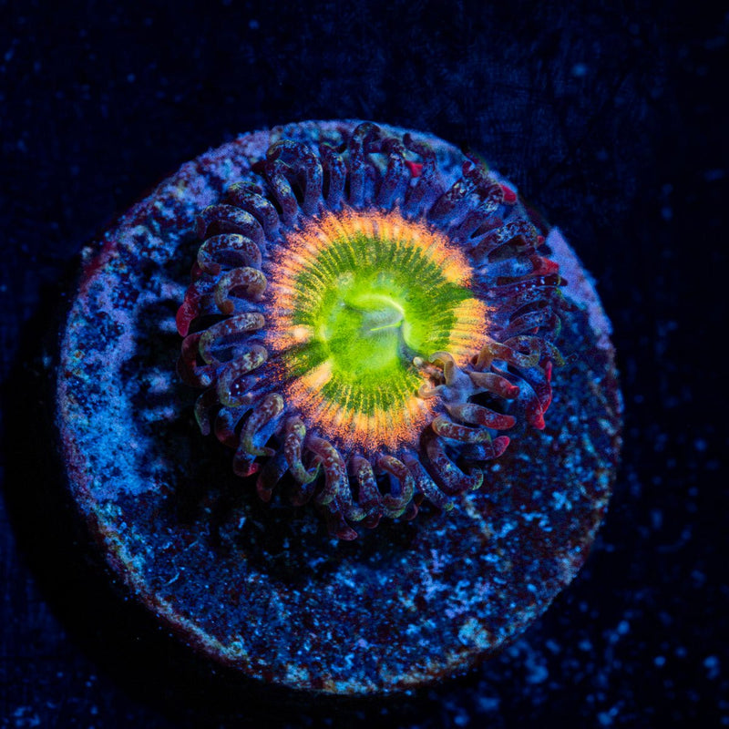 Funny D's Zoanthid Coral colony growth in reef aquarium