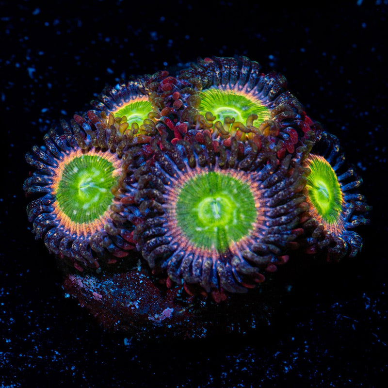 Funny D's Zoanthid Coral colony growth in reef aquarium