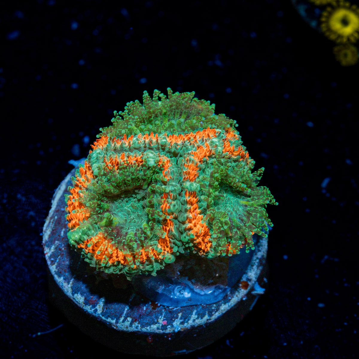 GatorAde Acan Coral with fleshy polyps in reef aquarium