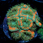 GatorAde Acan Coral with fleshy polyps in reef aquarium