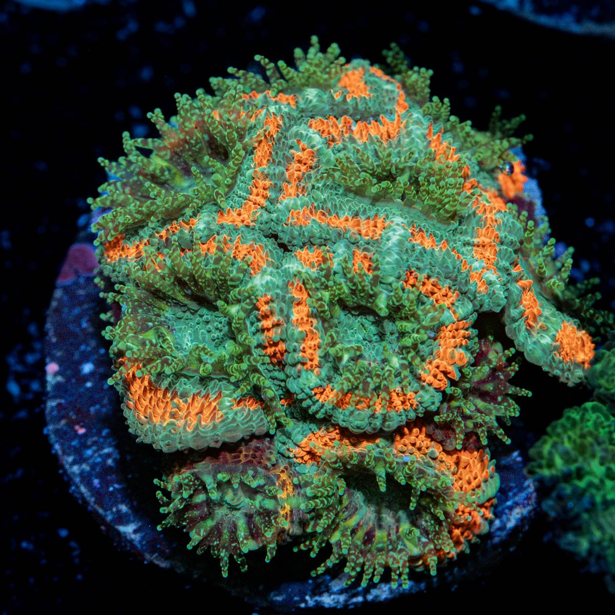 GatorAde Acan Coral with fleshy polyps in reef aquarium