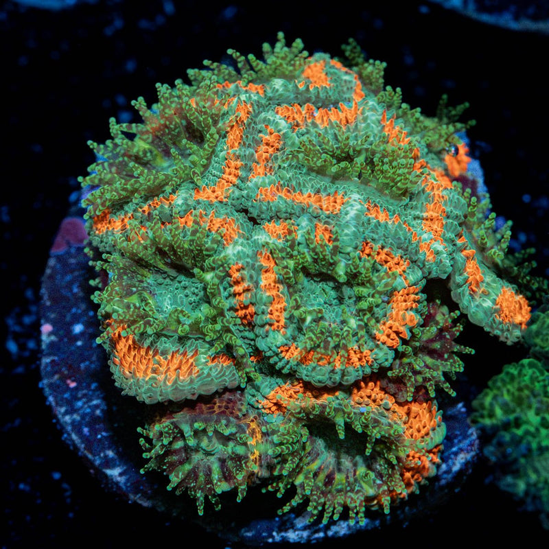 GatorAde Acan Coral with fleshy polyps in reef aquarium