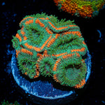 GatorAde Acan Coral with fleshy polyps in reef aquarium