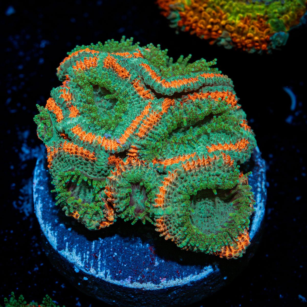 GatorAde Acan Coral with fleshy polyps in reef aquarium