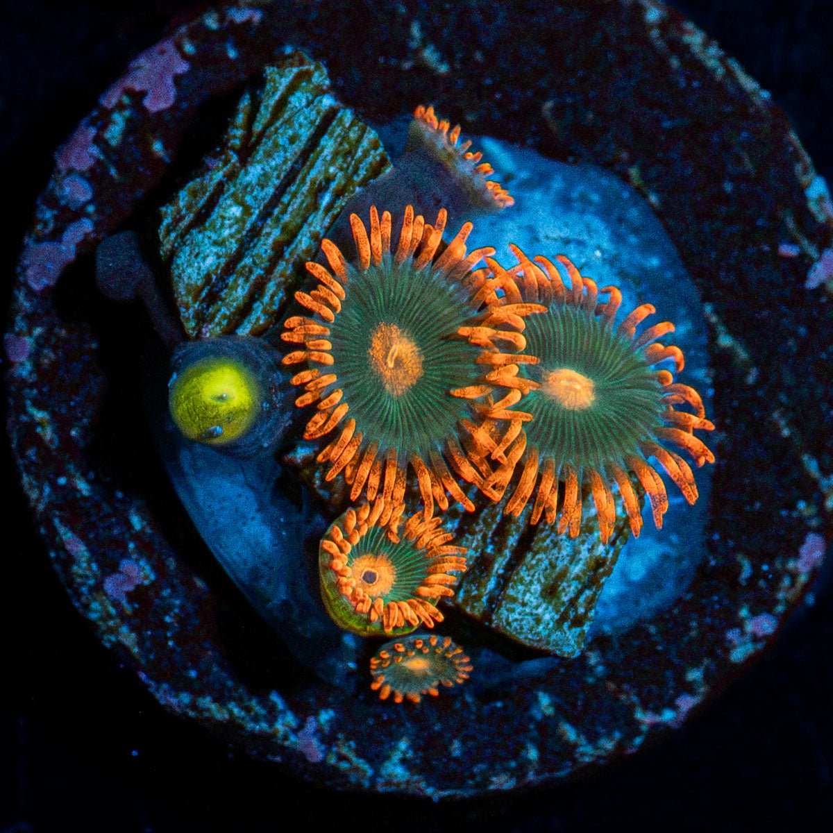 Gatorade Zoanthid Coral colony growth in reef aquarium