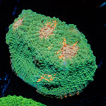 Gators Chalice LPS Coral with textured surface in a reef aquarium