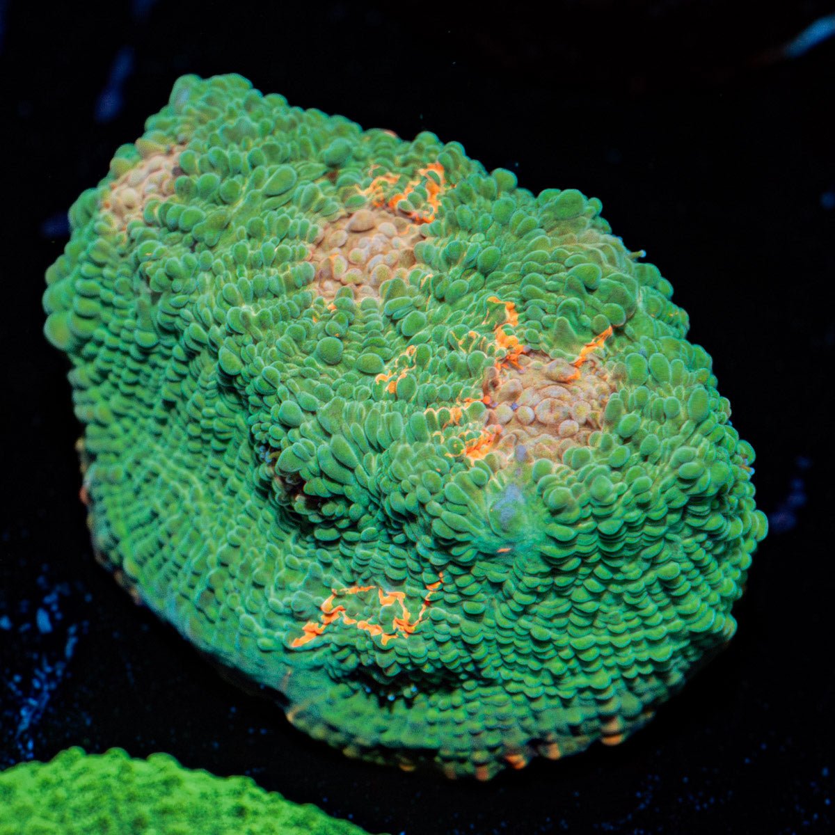 Gators Chalice LPS Coral with textured surface in a reef aquarium