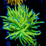 Glitter Holy Grail Torch Euphyllia Coral with flowing tentacles in reef aquarium
