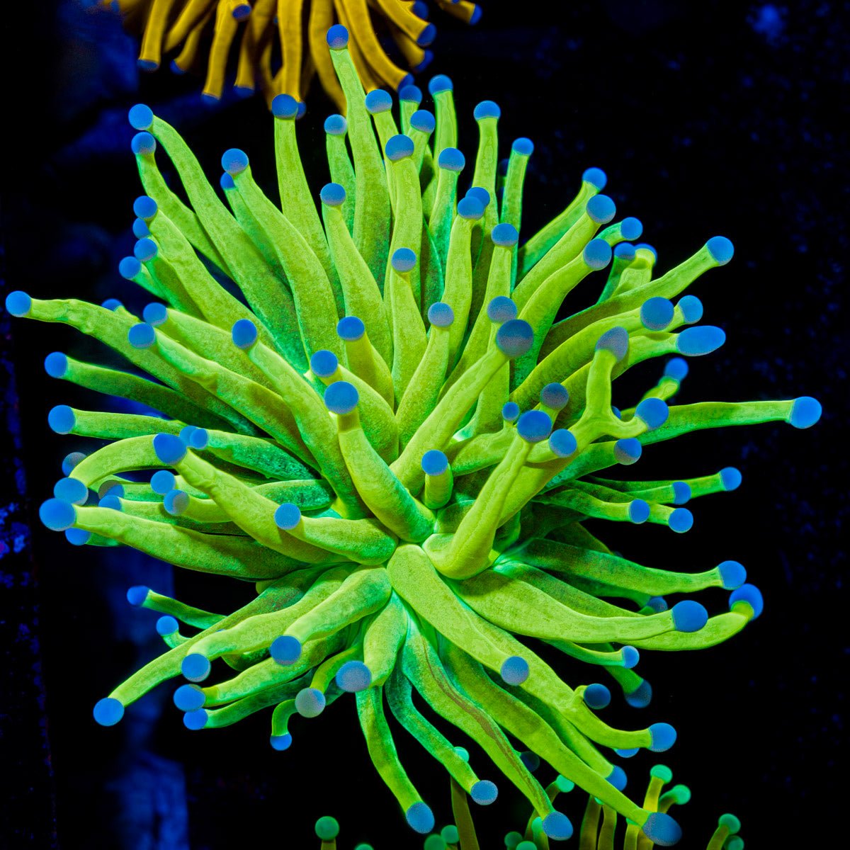 Glitter Holy Grail Torch Euphyllia Coral with flowing tentacles in reef aquarium