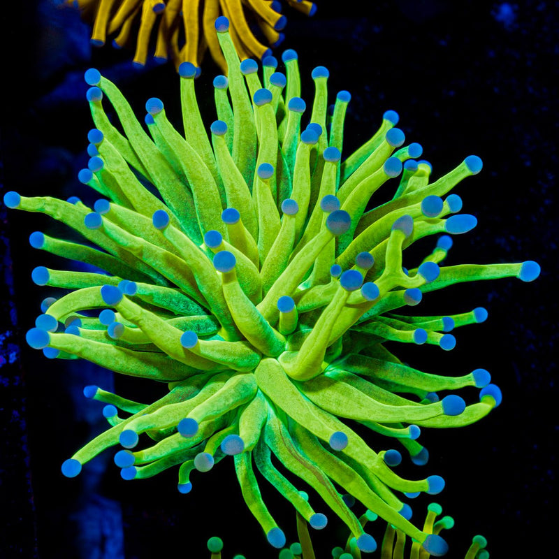 Glitter Holy Grail Torch Euphyllia Coral with flowing tentacles in reef aquarium