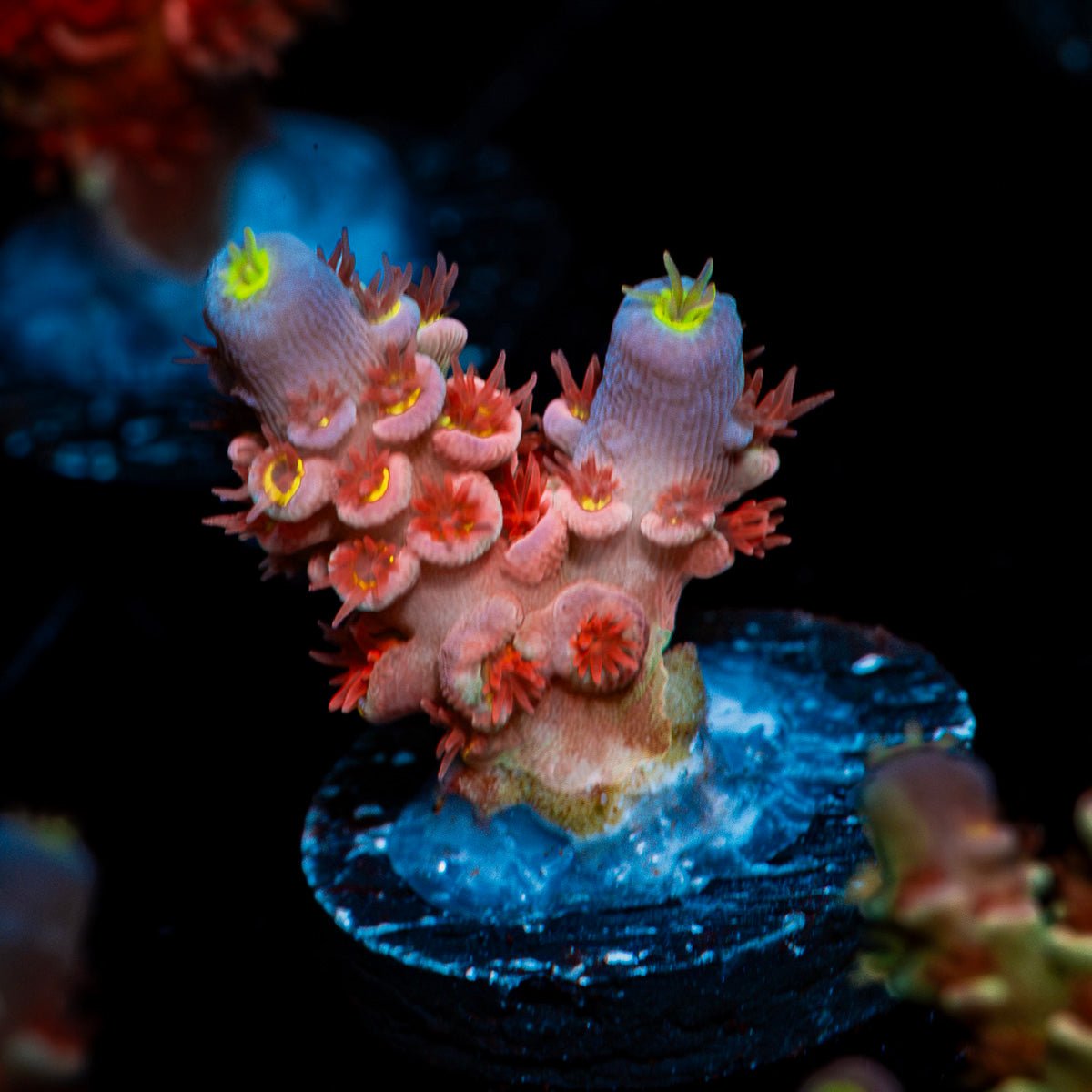 Globe Master Tenuis Acropora Coral with branching growth in reef aquarium
