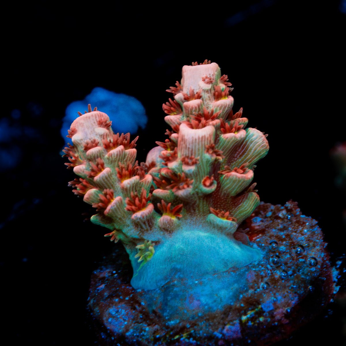 Globe Master Tenuis Acropora Coral with branching growth in reef aquarium