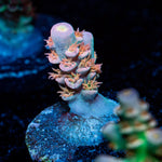 Globe Master Tenuis Acropora Coral with branching growth in reef aquarium