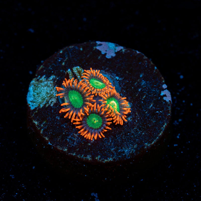 Goblins on Fire Zoanthid Coral