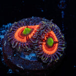 Gobstopper Zoanthid with mat-forming colony in a reef aquarium