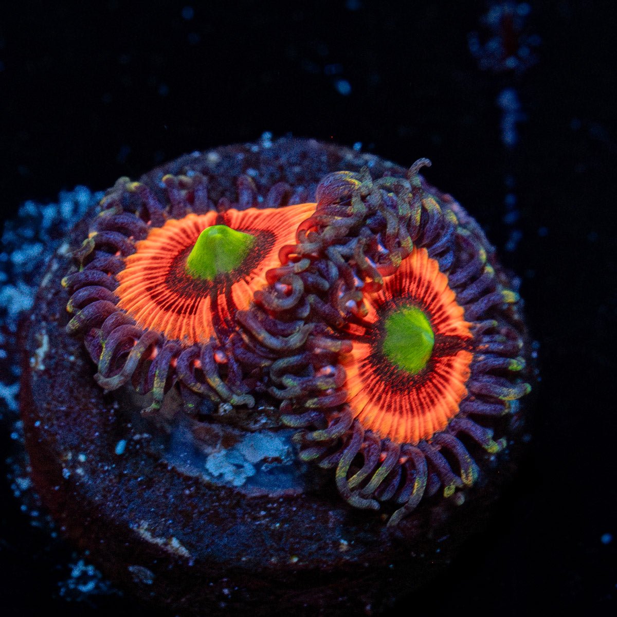 Gobstopper Zoanthid with mat-forming colony in a reef aquarium