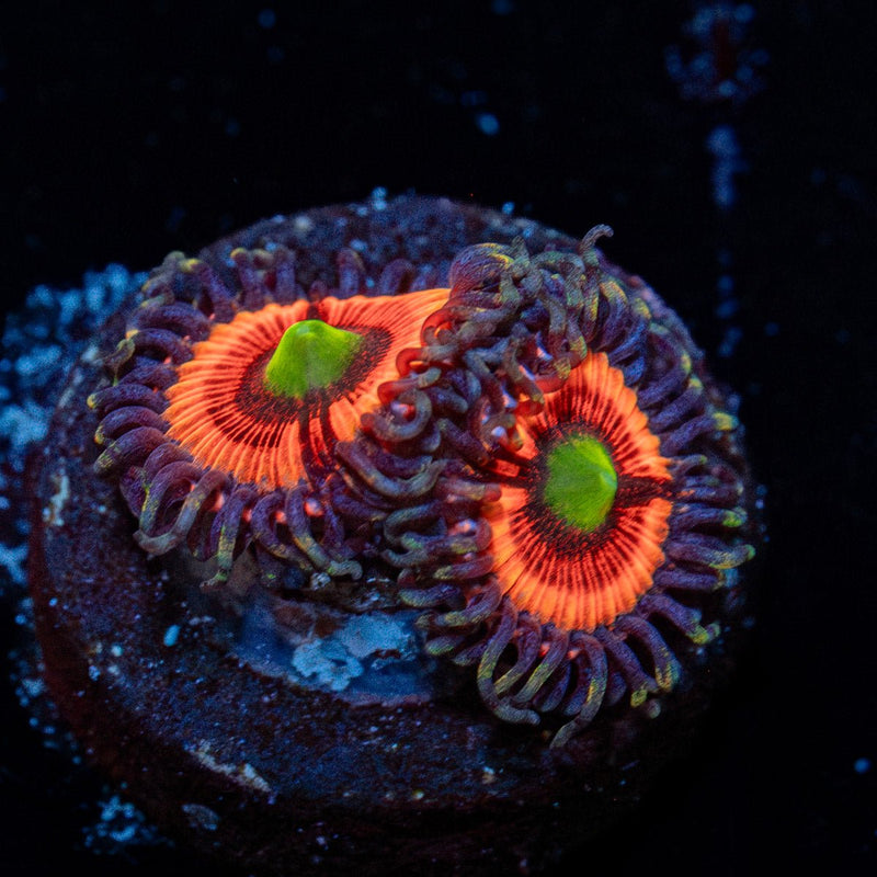 Gobstopper Zoanthid Coral