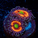 Gobstopper Zoanthid with mat-forming colony in a reef aquarium
