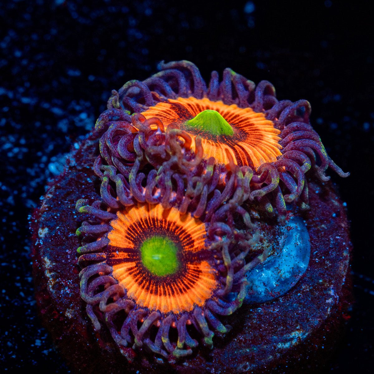 Gobstopper Zoanthid with mat-forming colony in a reef aquarium