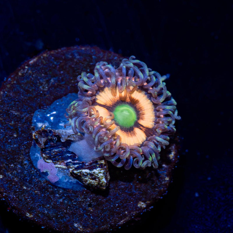 Gobstopper Zoanthid Coral