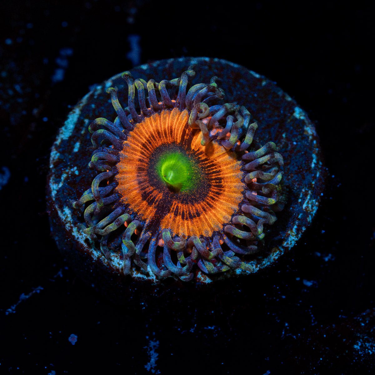 Gobstopper Zoanthid Coral colony growth in reef aquarium