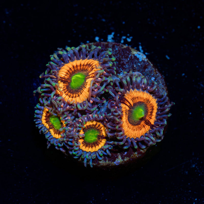 Gobstoppers Zoanthid Coral colony growth in reef aquarium