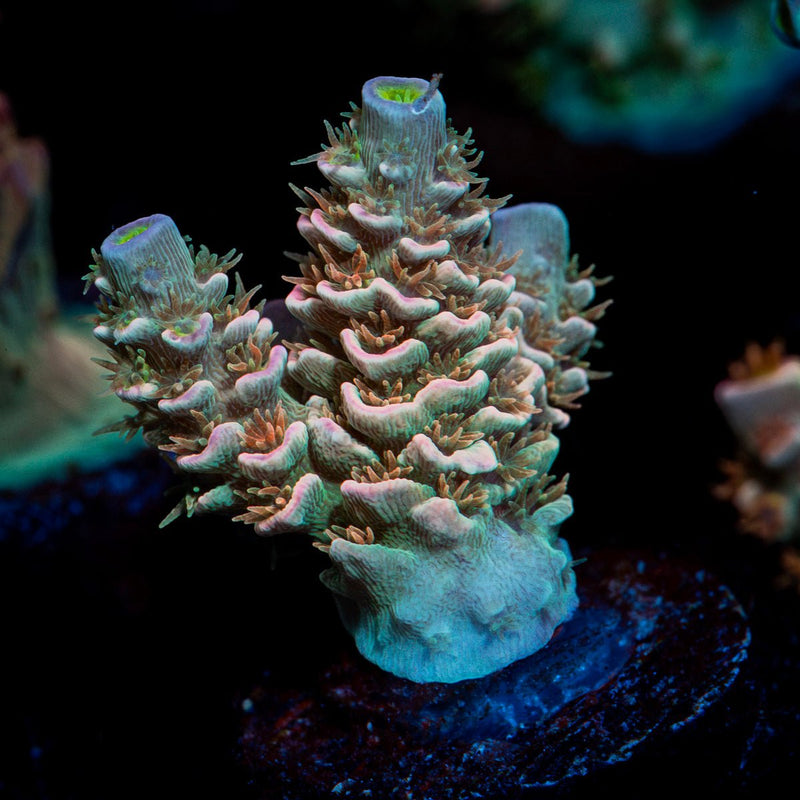 Goku Acropora Coral with branching growth in reef aquarium