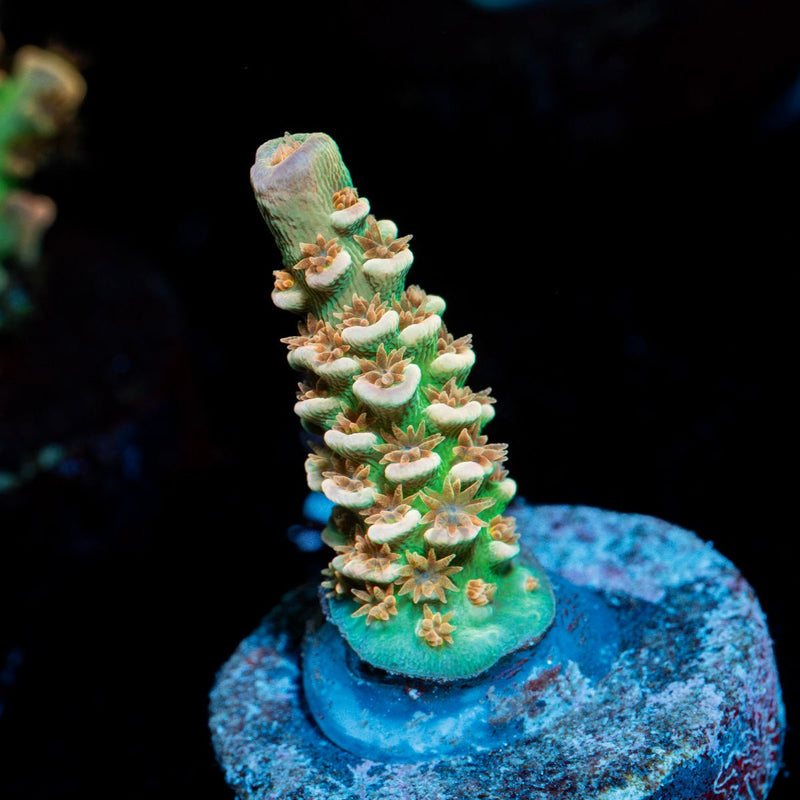 Goku Acropora Coral with branching growth in reef aquarium
