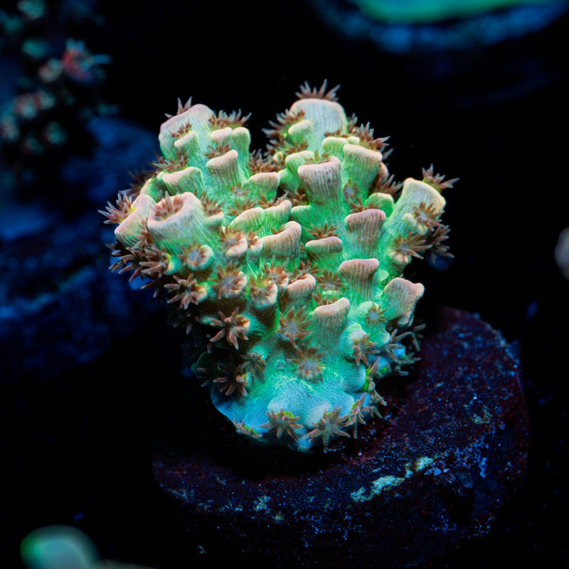 Goku Acropora Coral with branching growth in reef aquarium