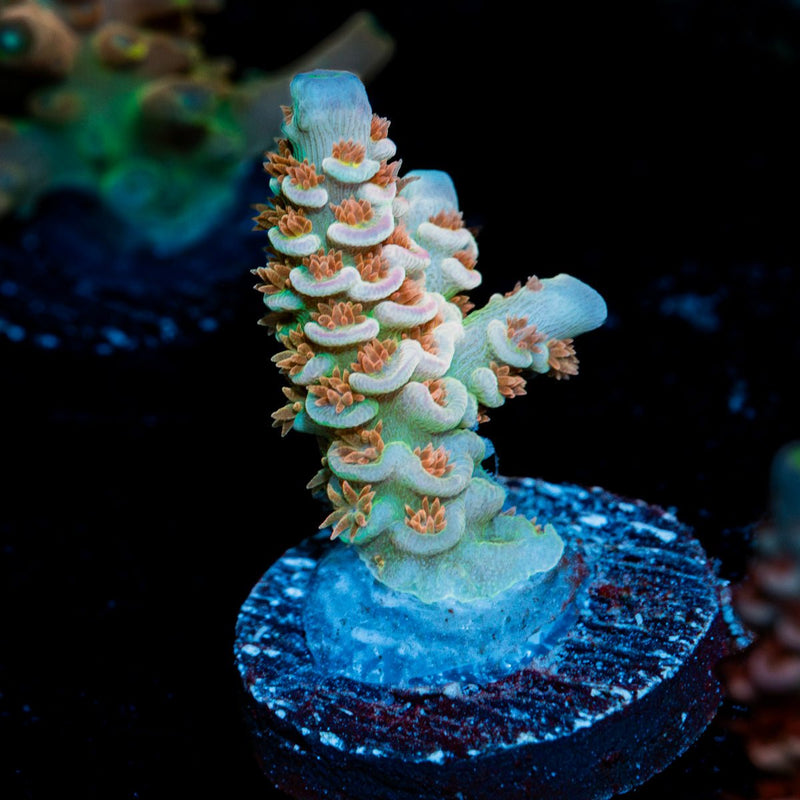 Goku Tenuis Acropora Coral