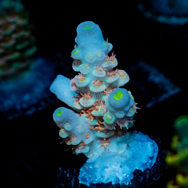 Goku Tenuis Acropora Coral