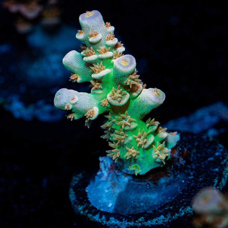Goku Tenuis Acropora Coral with branching growth in reef aquarium