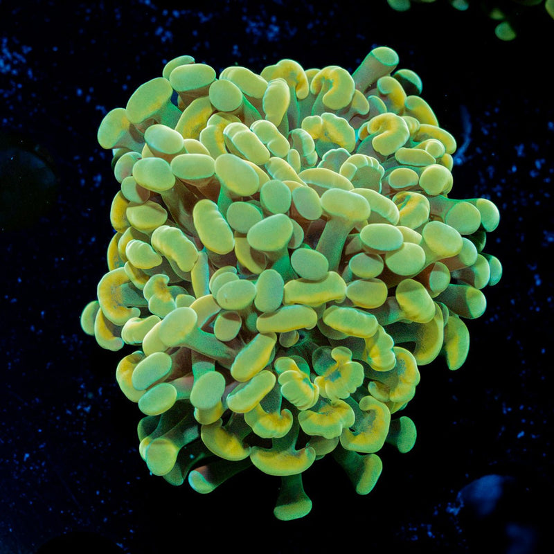 Gold Branching Hammer Coral with fleshy heads in reef aquarium