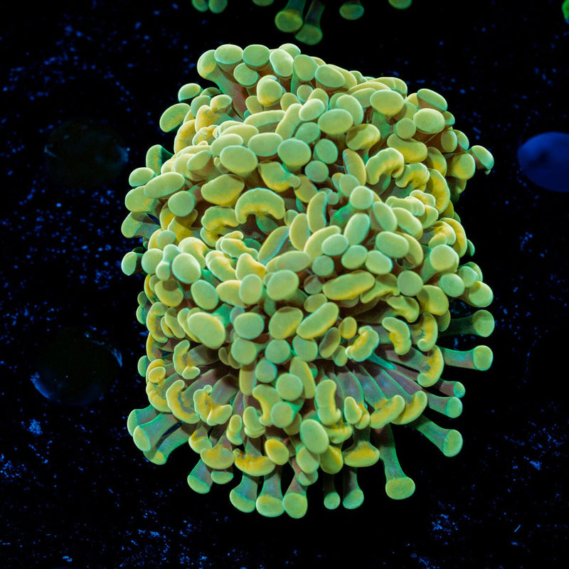 Gold Branching Hammer Coral with fleshy heads in reef aquarium