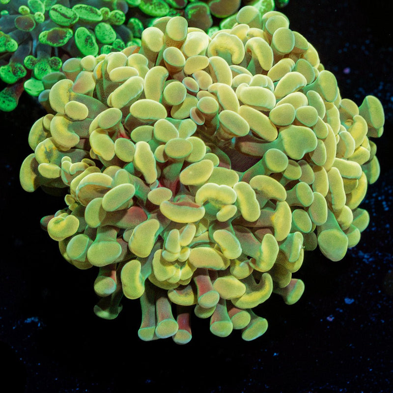 Gold Branching Hammer Coral with fleshy heads in reef aquarium