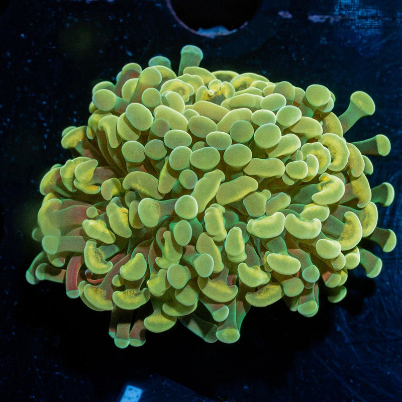Gold Hammer Coral with branching fleshy heads in reef aquarium