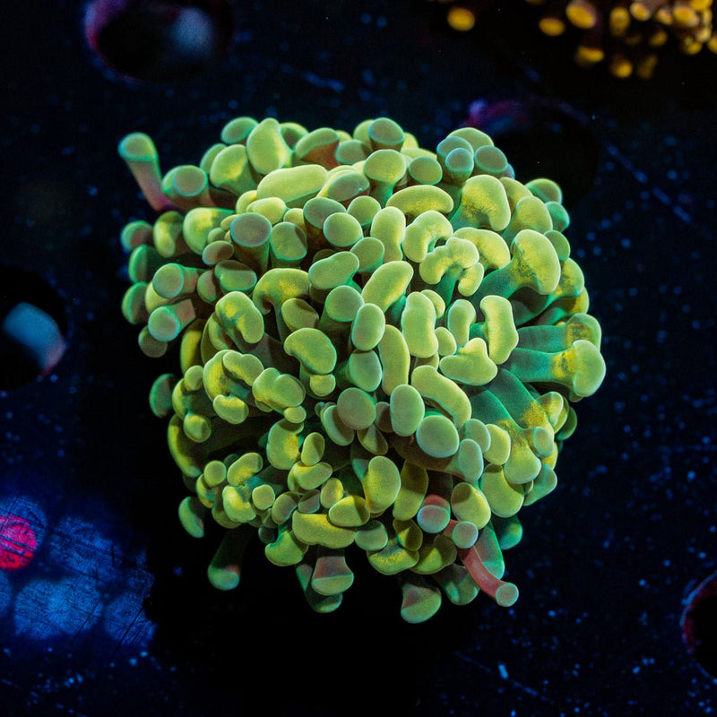 Gold Hammer Coral with branching fleshy heads in reef aquarium
