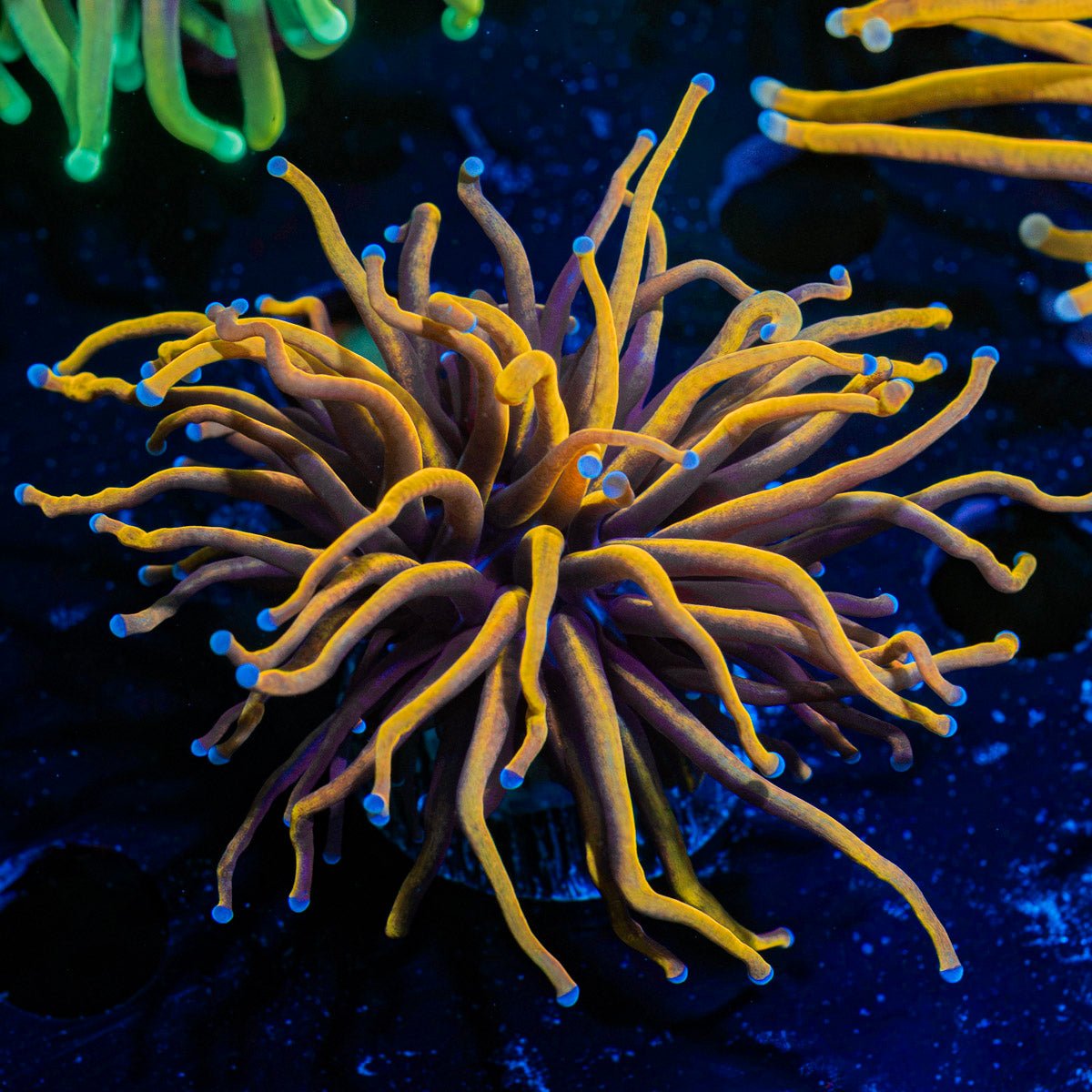 Gold Torch Euphyllia Coral with flowing tentacles in reef aquarium