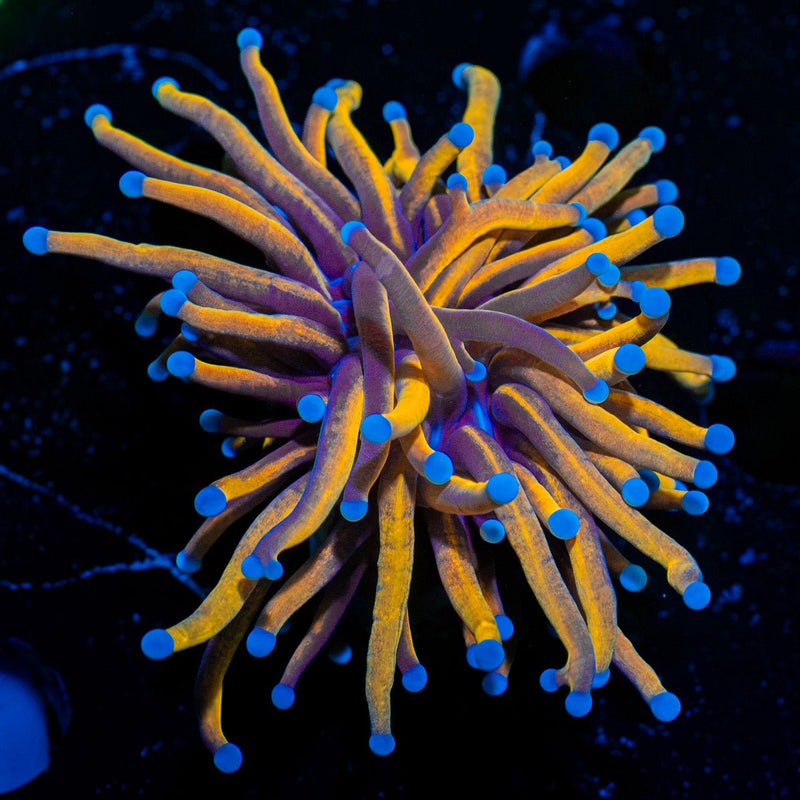 Gold Torch Euphyllia Coral with flowing tentacles in reef aquarium