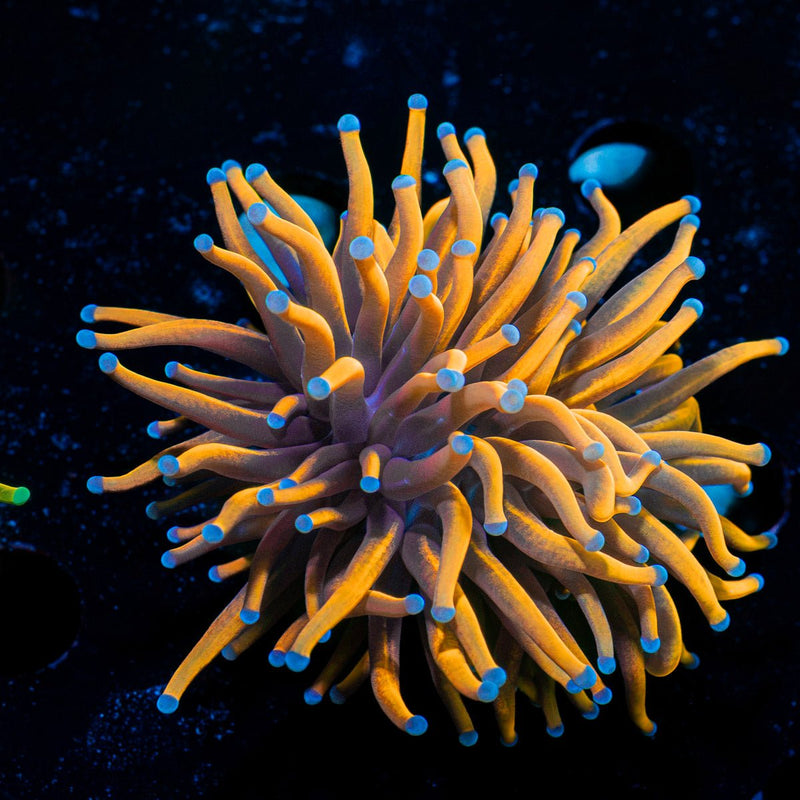 Gold Torch Euphyllia Coral with flowing tentacles in reef aquarium