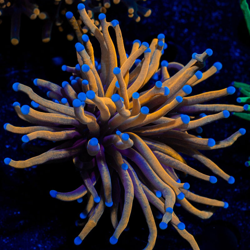 Gold Torch Euphyllia Coral with flowing tentacles in reef aquarium