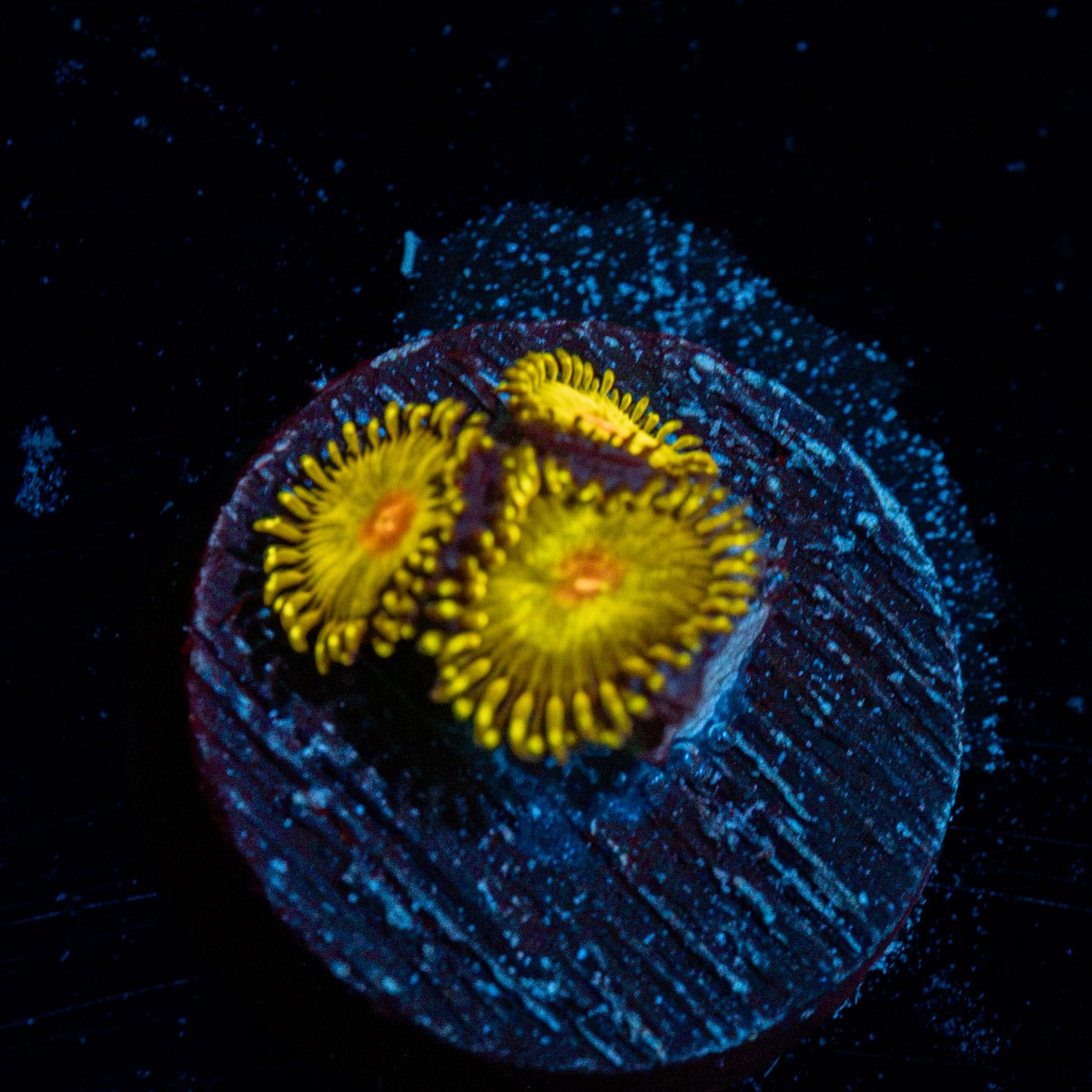 Golden Gods Zoanthid Coral with colony growth in reef aquarium
