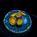 Golden Gods Zoanthid Coral with colony growth in reef aquarium