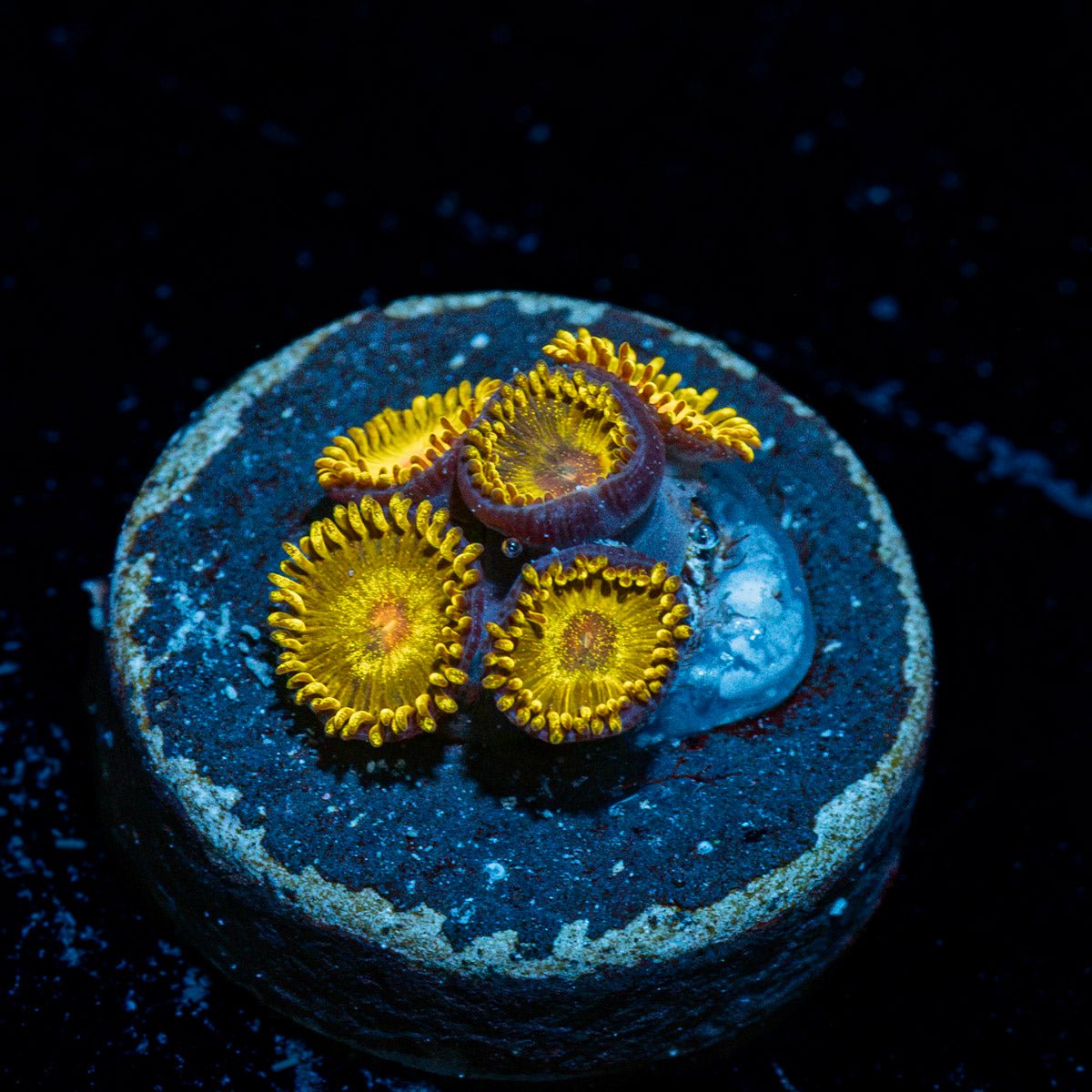 Golden Gods Zoanthid Coral with colony growth in reef aquarium